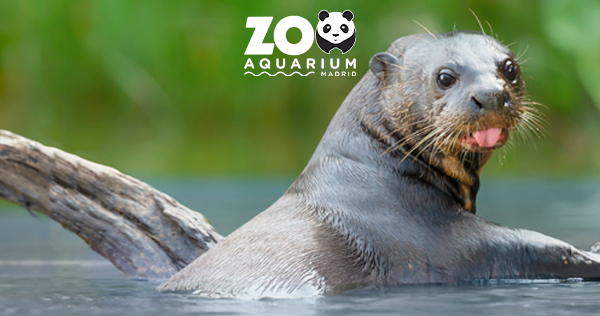 20230626 zoo web 600x315