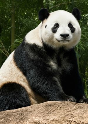 Kv zoo euro6000 300x425