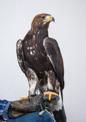 Wild Life Drawing Online: Eagles