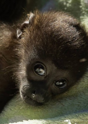 Wild Life Drawing Online: Howler Monkeys