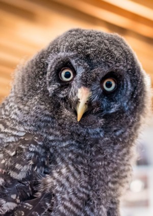 Wild Life Drawing: Unusual Owls