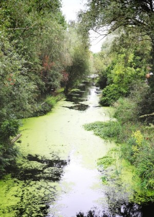 Walk 7 - Living in the Landscape – Thamesmead’s lost landscape and its bright future