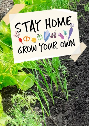 Stay Home Grow your Own