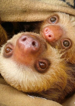 Wild Life Drawing Online: Sloths