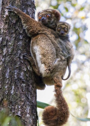 Wild Life Drawing Online: Animals of Madagascar