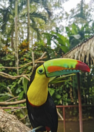Wild Life Drawing Online: Toucans