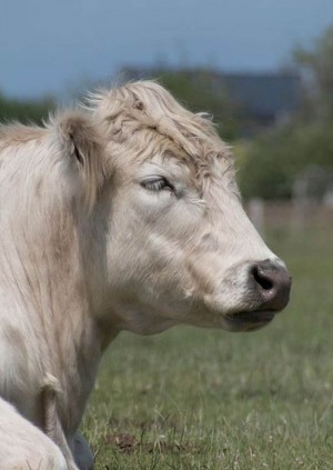 Wild Life Drawing Online: Farm Animals