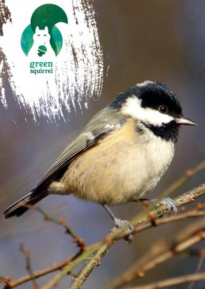 Winter wildlife walk