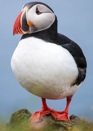 Wild Life Drawing Online: Puffins