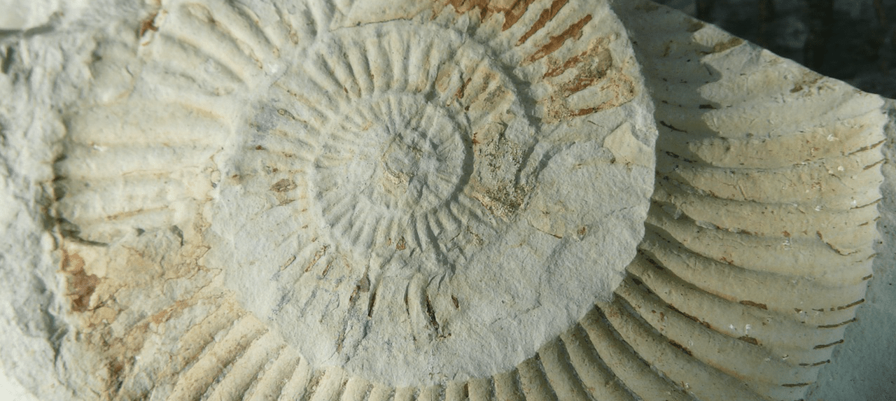 Ben Garrod loves finding fossils