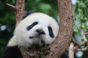 Pandas should be saved