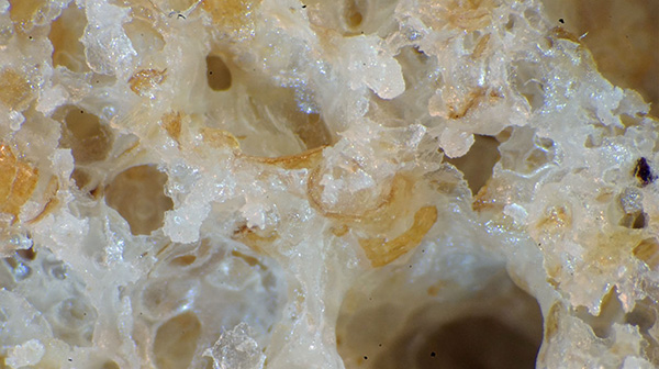 Close-up of the bubbles in bread