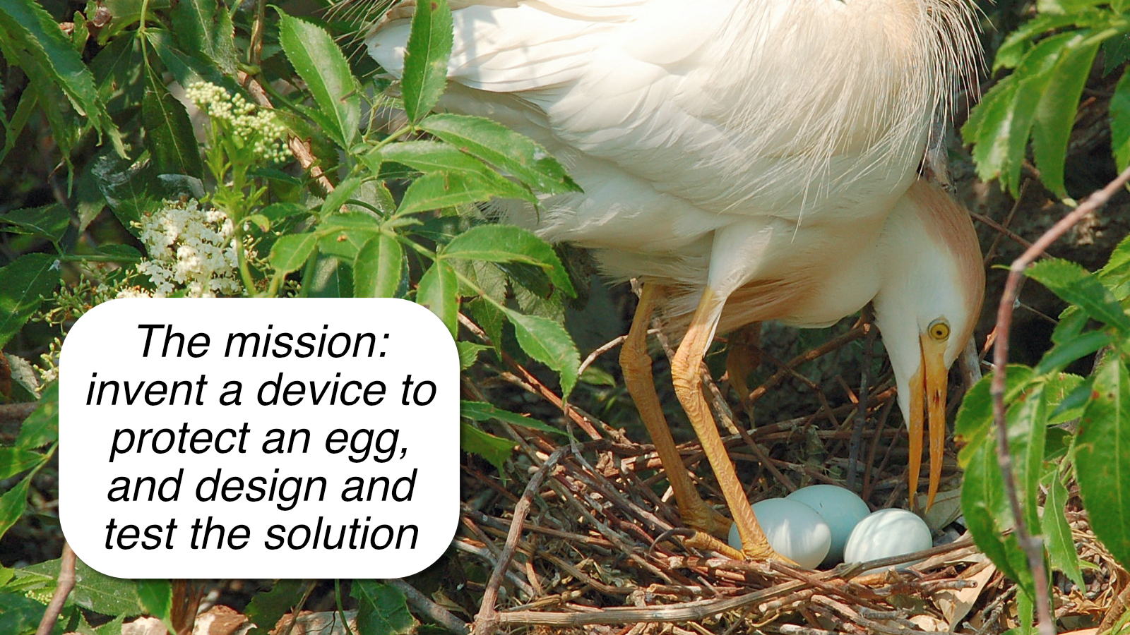 If your class could invent a device to protect an egg, what would it look like?