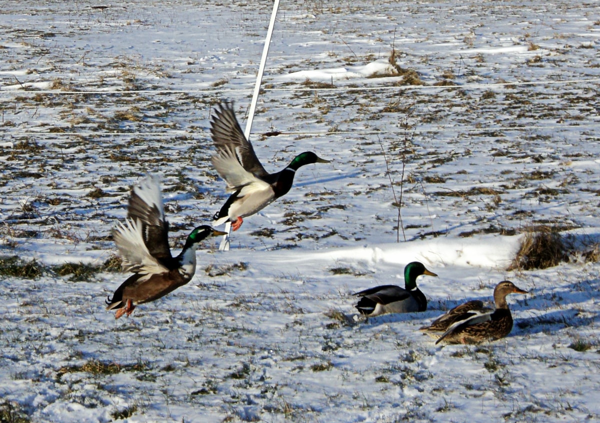 Enten im Winter