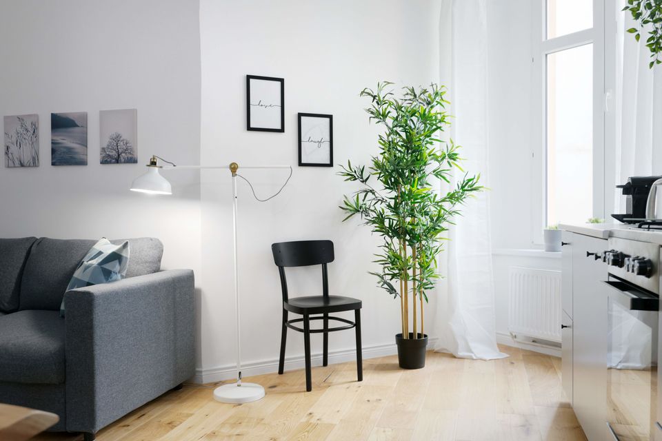 Furnished apartment, living room with bamboo plant in Berlin Prenzlauer Berg