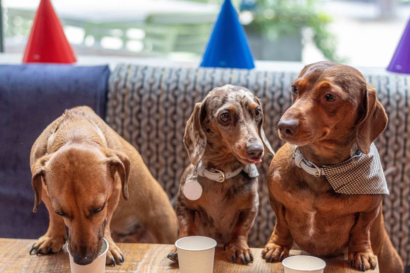 Adorable dachshund pop-up cafe full of cute sausage dogs coming to Manchester
