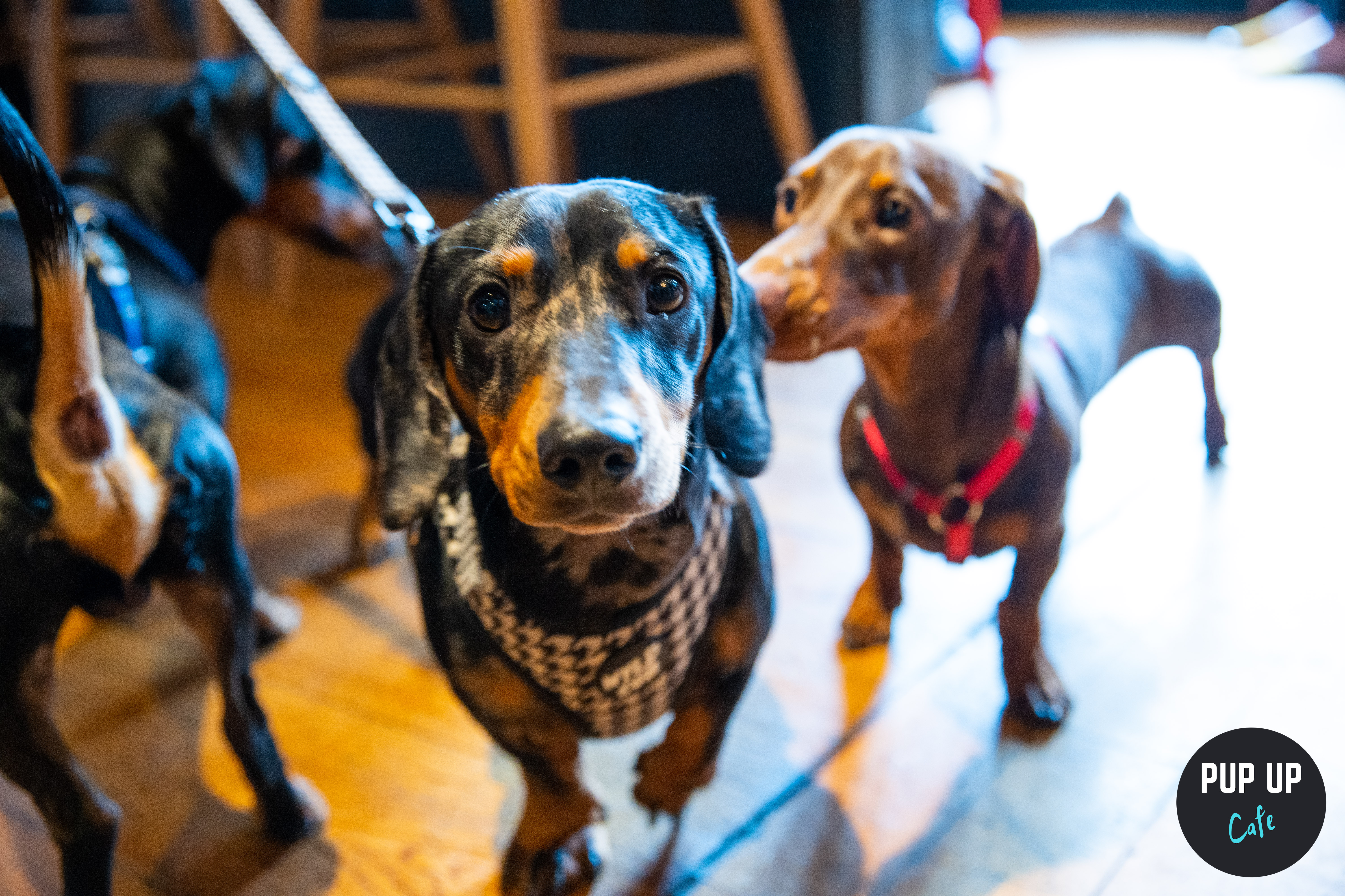 Dachshund, Pug and Frenchie pop-up cafe coming to Preston city centre