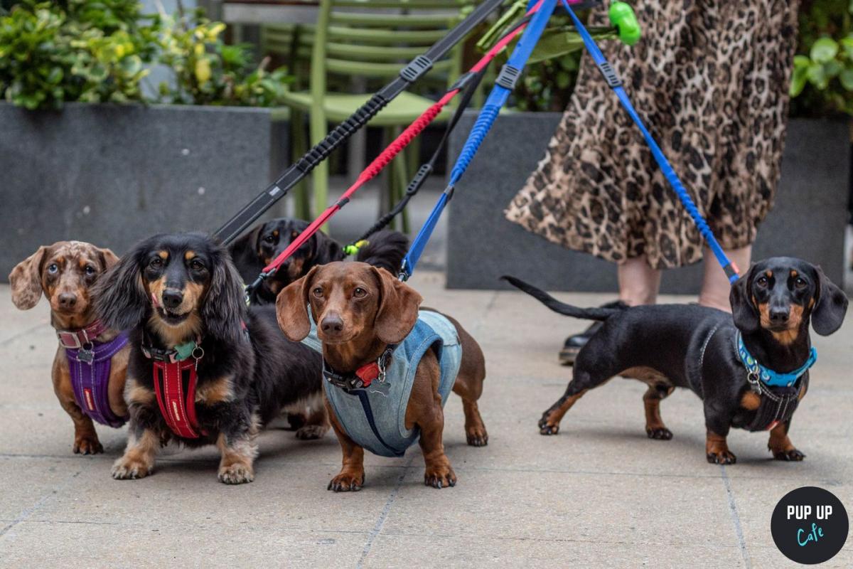 Plymouth to be taken over by Dachshunds, Doodles & Pugs!