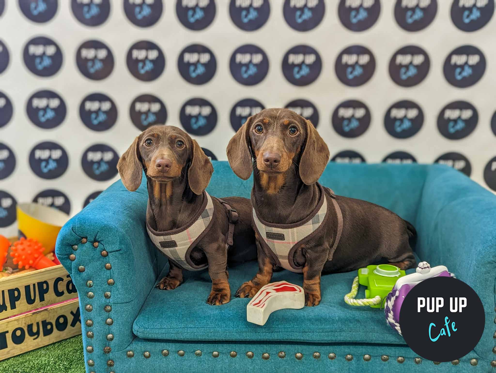 Sausage dog, pug & frenchie party coming to Ipswich, Suffolk