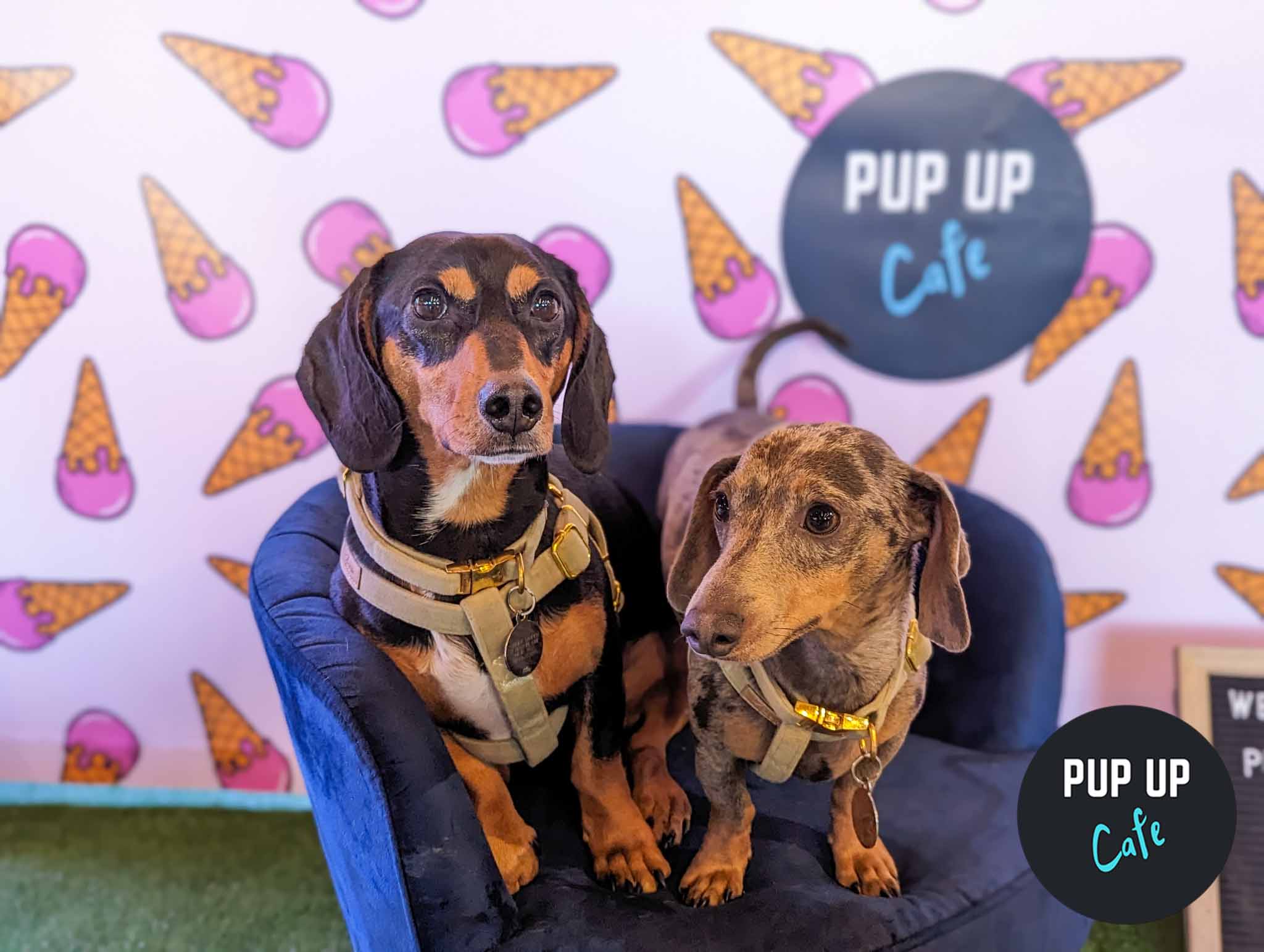 A DOGGIE PAW-TY LIKE NO OTHER AT HUDDERSFIELD’S REVOLUTION BAR