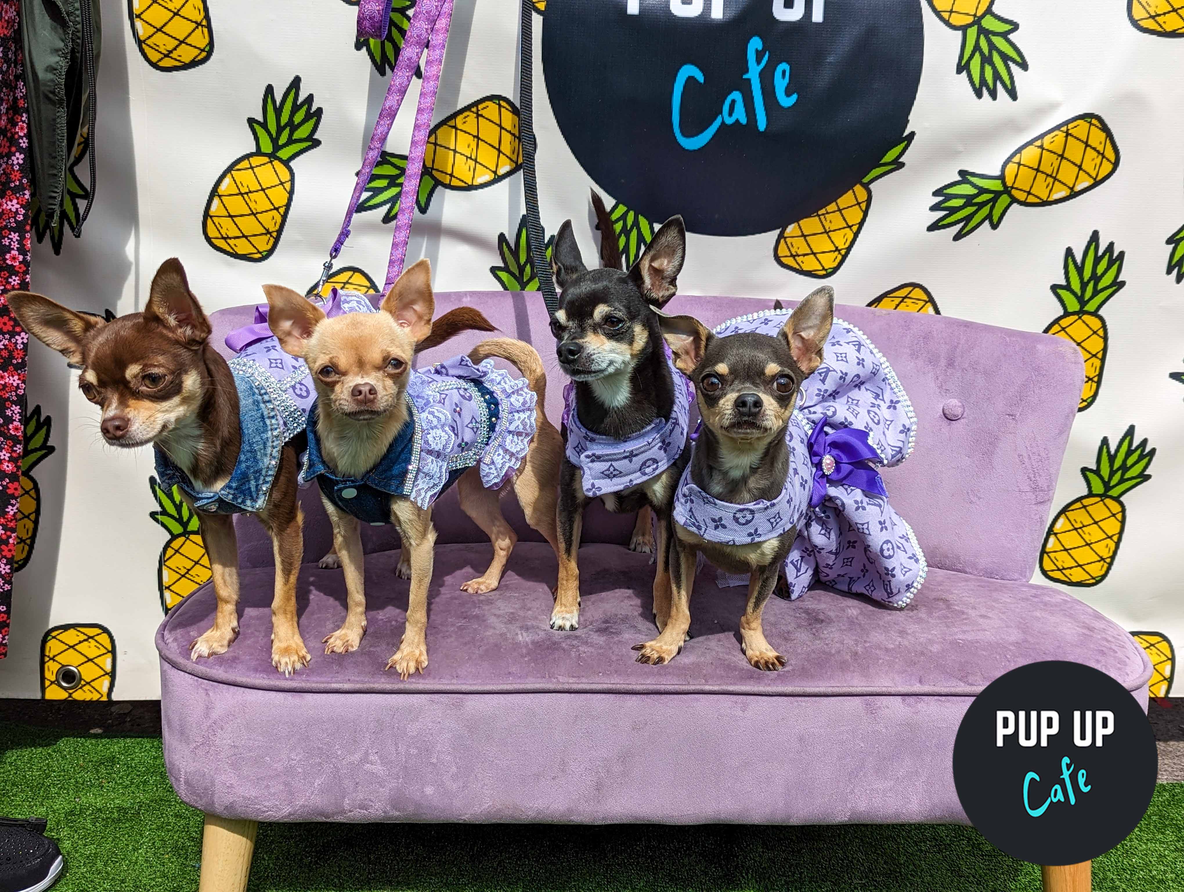 Glasgow bar to host ‘pupup’ cafe for Dachshunds and all dog owners
