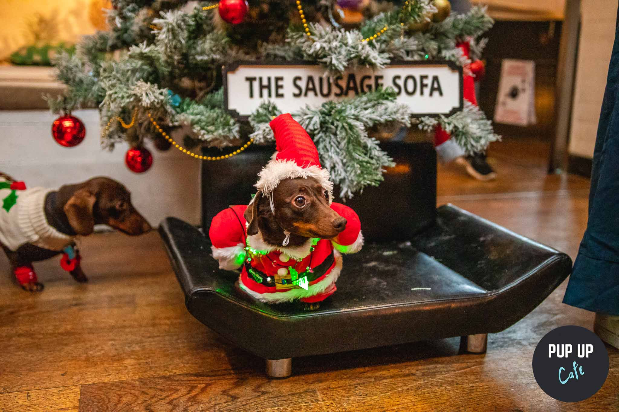 Dashing Dachshund Christmas Tour 2023 Comes To Leeds!