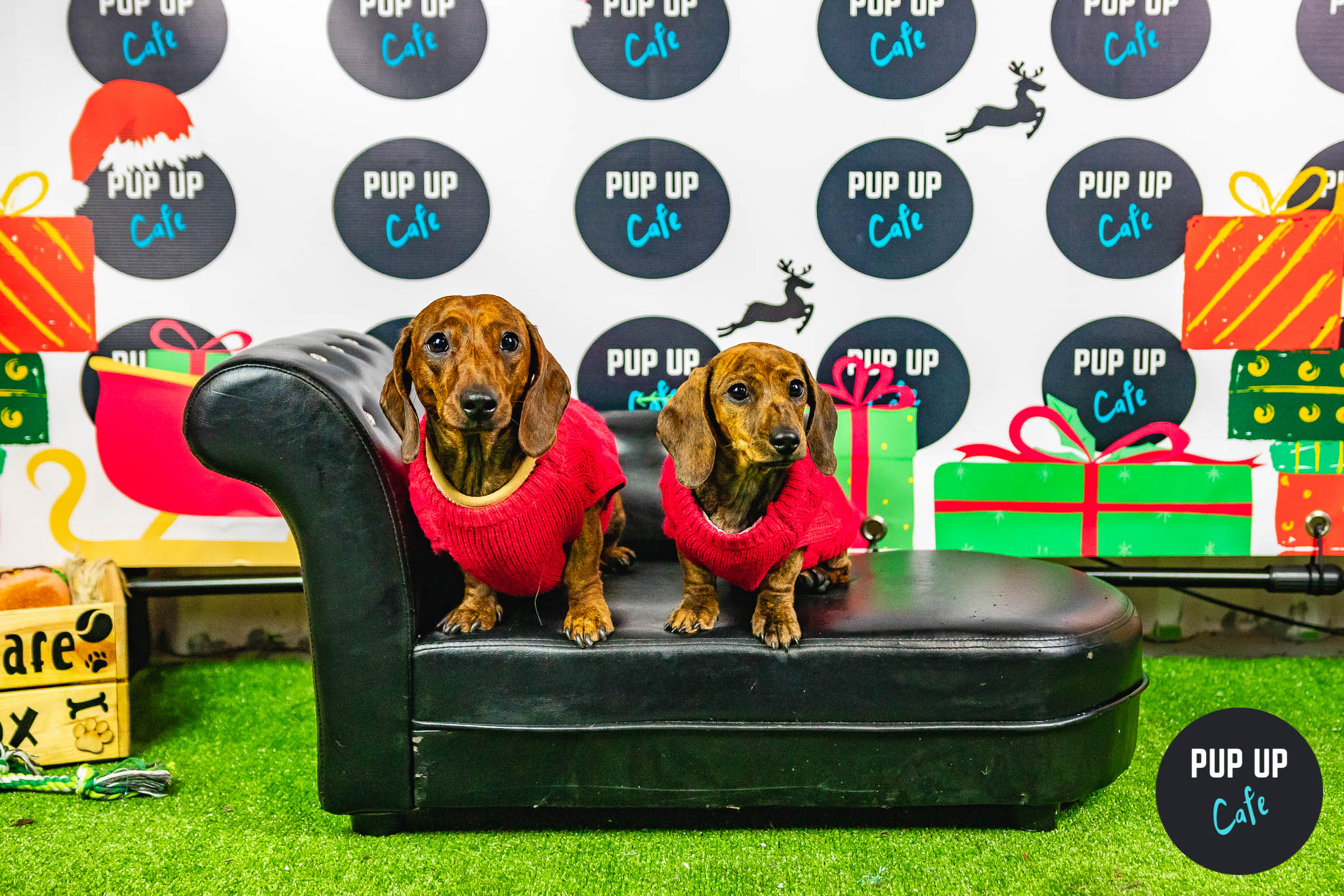 The Dashing Dachshund Christmas Tour Takes Harrogate!