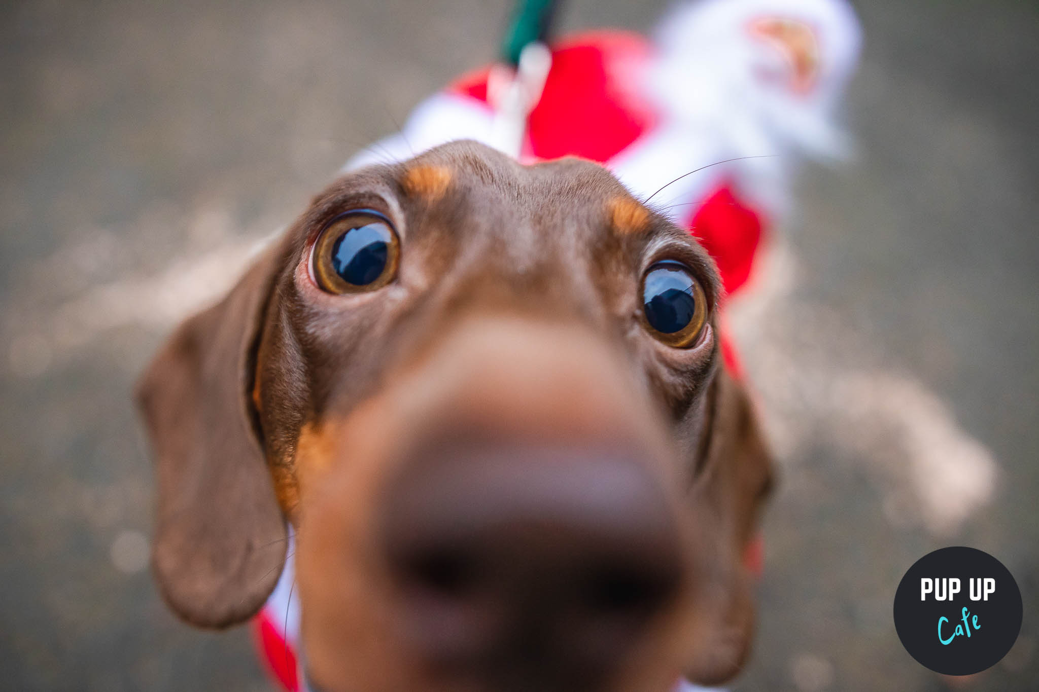 Pop-up cafe coming to Edinburgh this Christmas with hundreds of sausage dogs