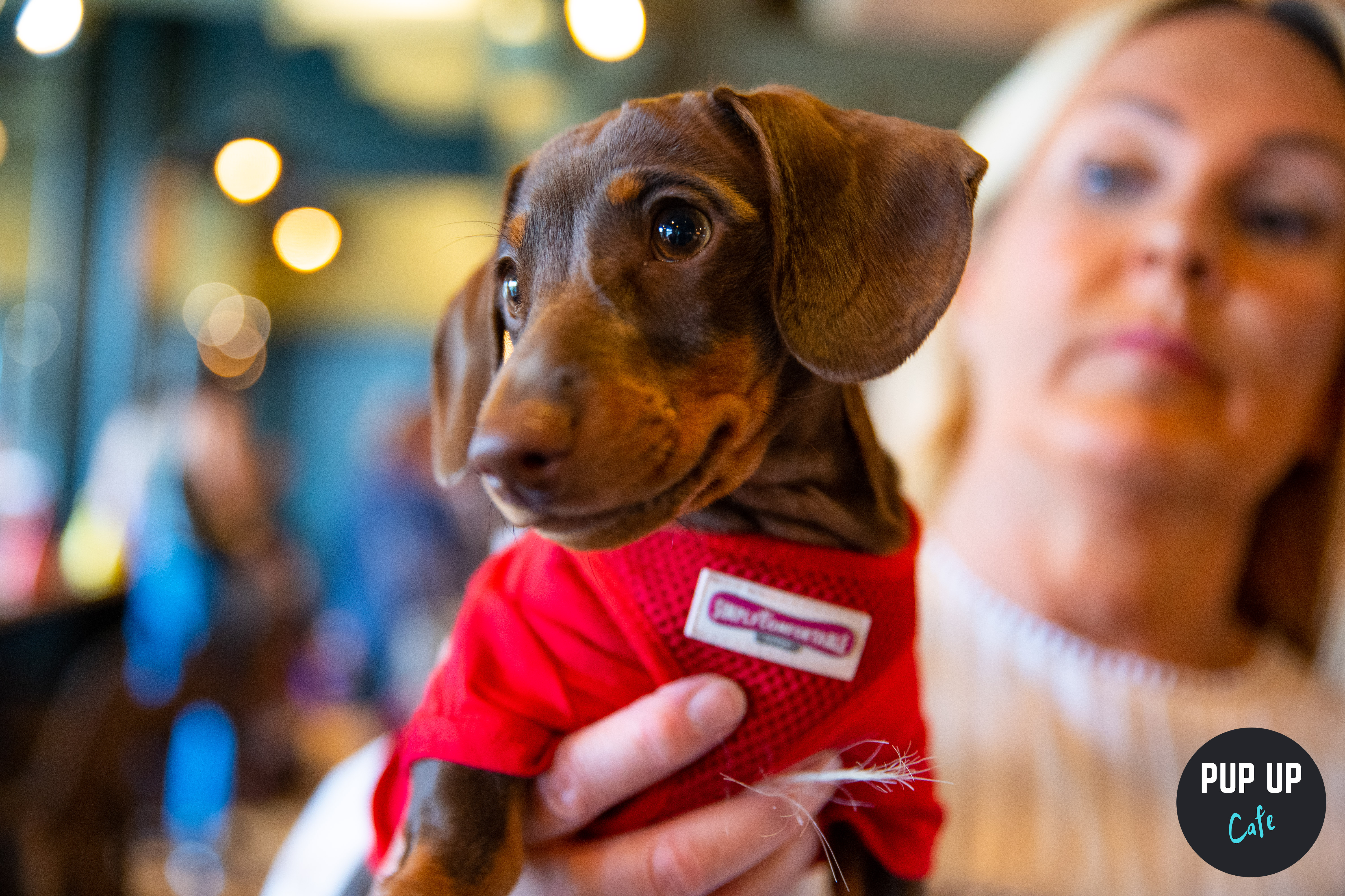 Pop-up cafe filled with sausage dogs coming to Lancashire
