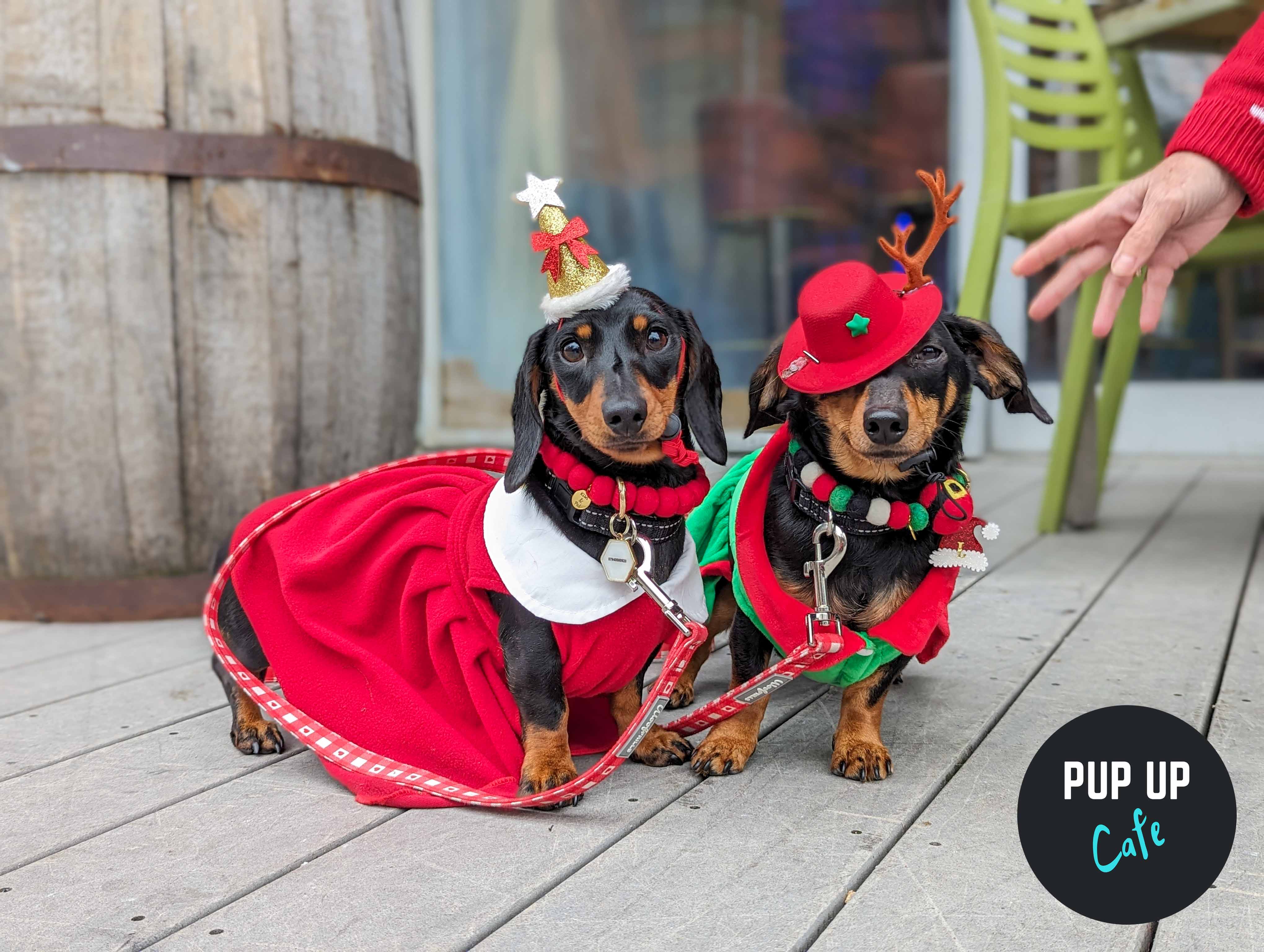 Pop up sausage dog cafe coming to Essex for Christmas