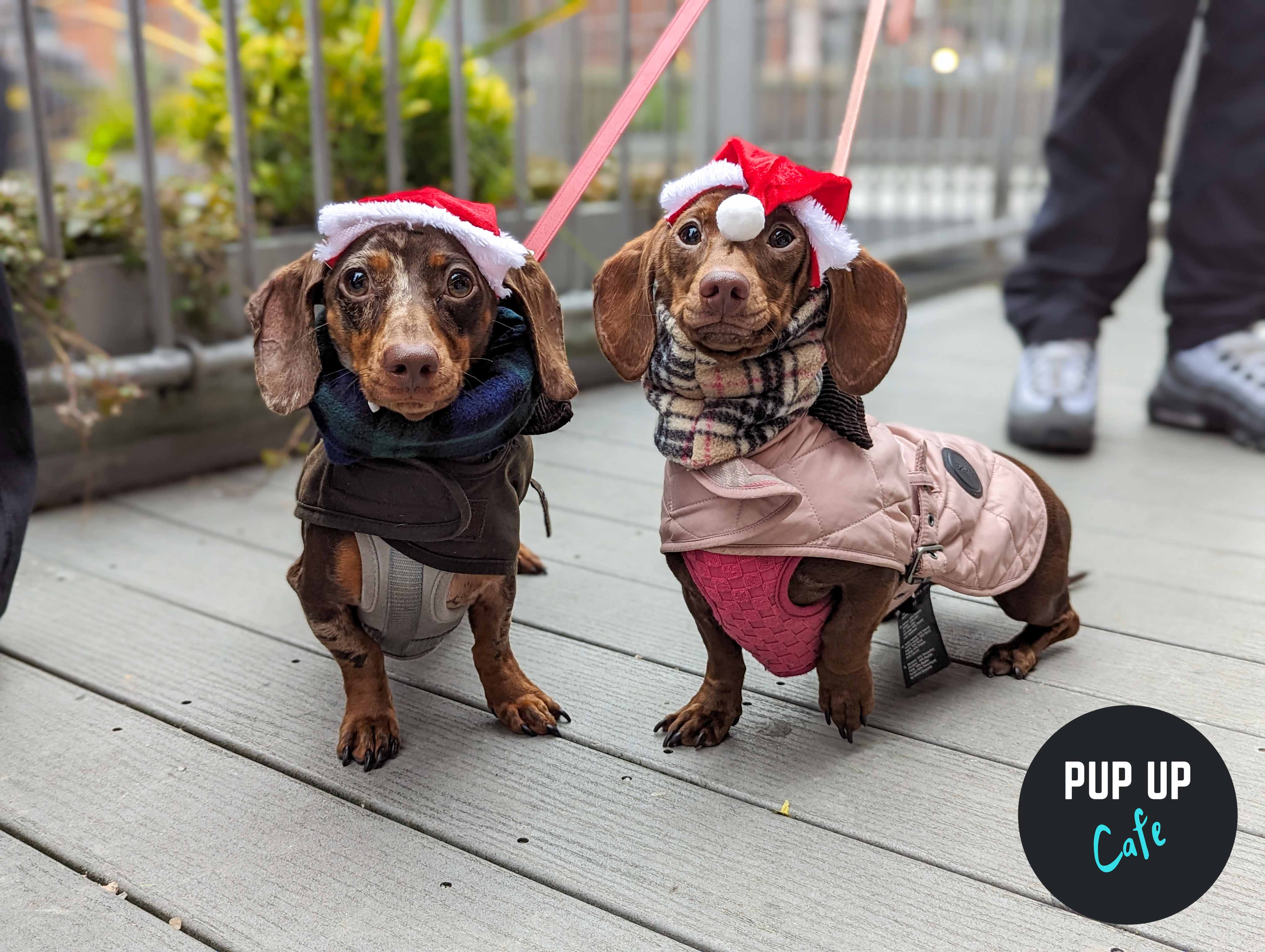 28 adorable photos, sausage dogs meet Santa at Christmas Pup Up Cafe