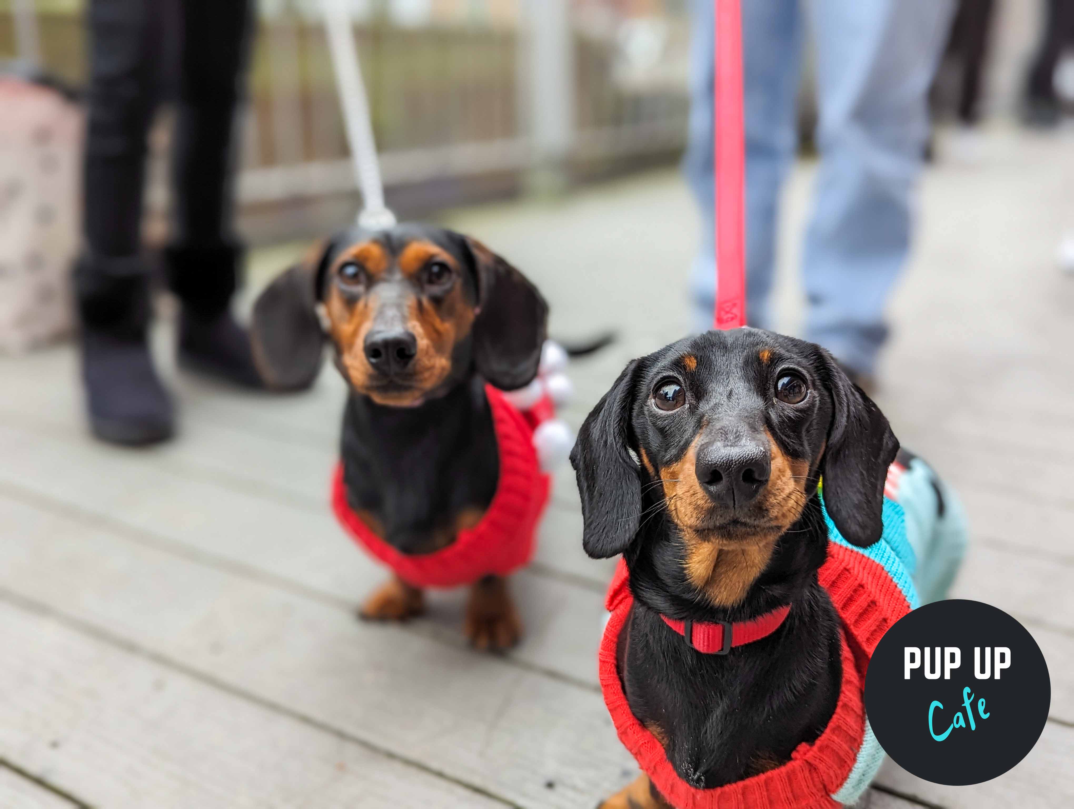 Christmas dogs at festive Pup Up Cafe in Nottingham