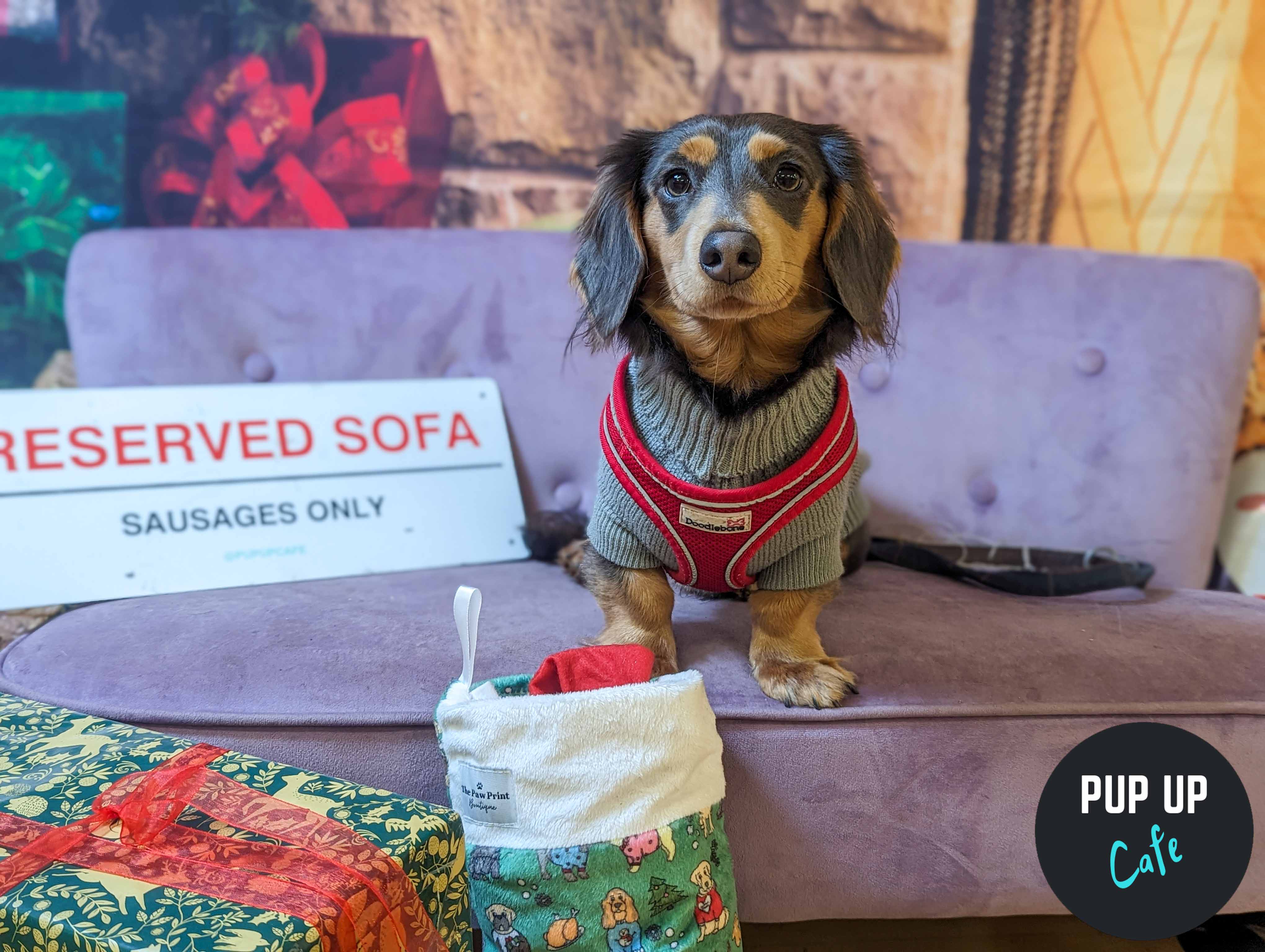 Dashing Dachshund Christmas Tour delights Nottingham with festive furry fun