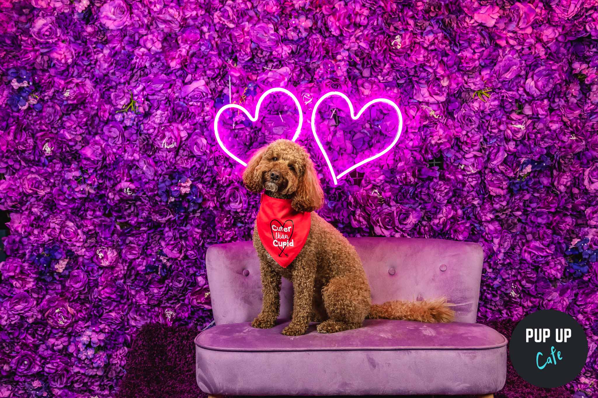 Fall In Love At The Valentine’s Pup Up Cafe In Manchester