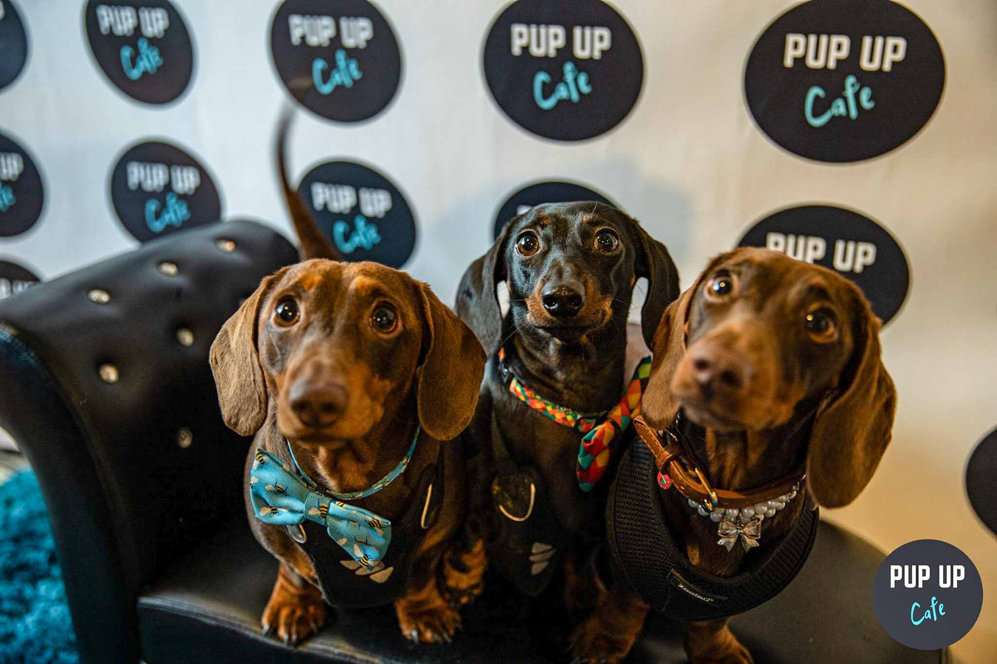 Pop-up dog cafe coming to Stafford for fifth year running