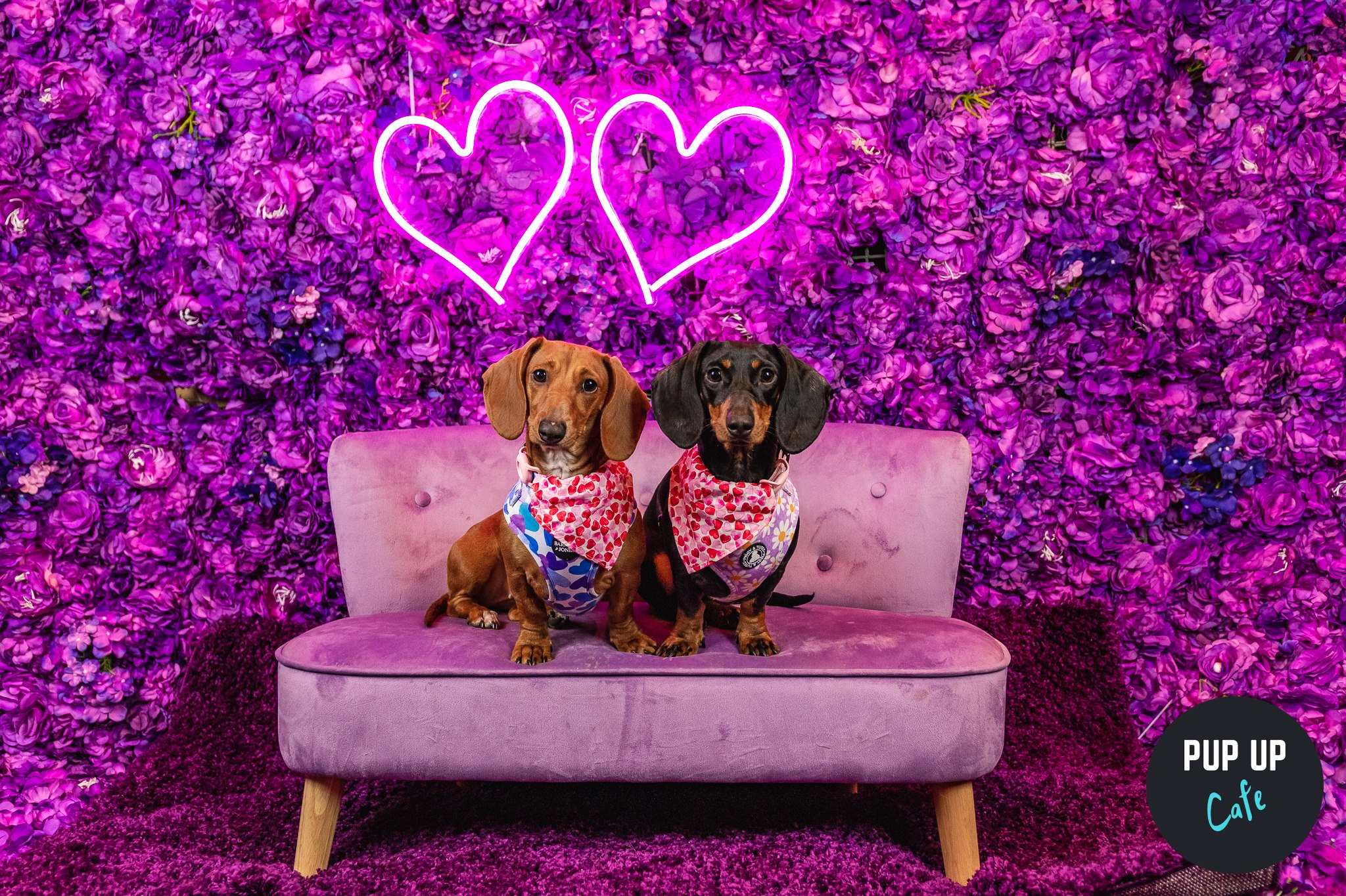 Pup Up Cafe’s Valentines Tour is in Southampton!