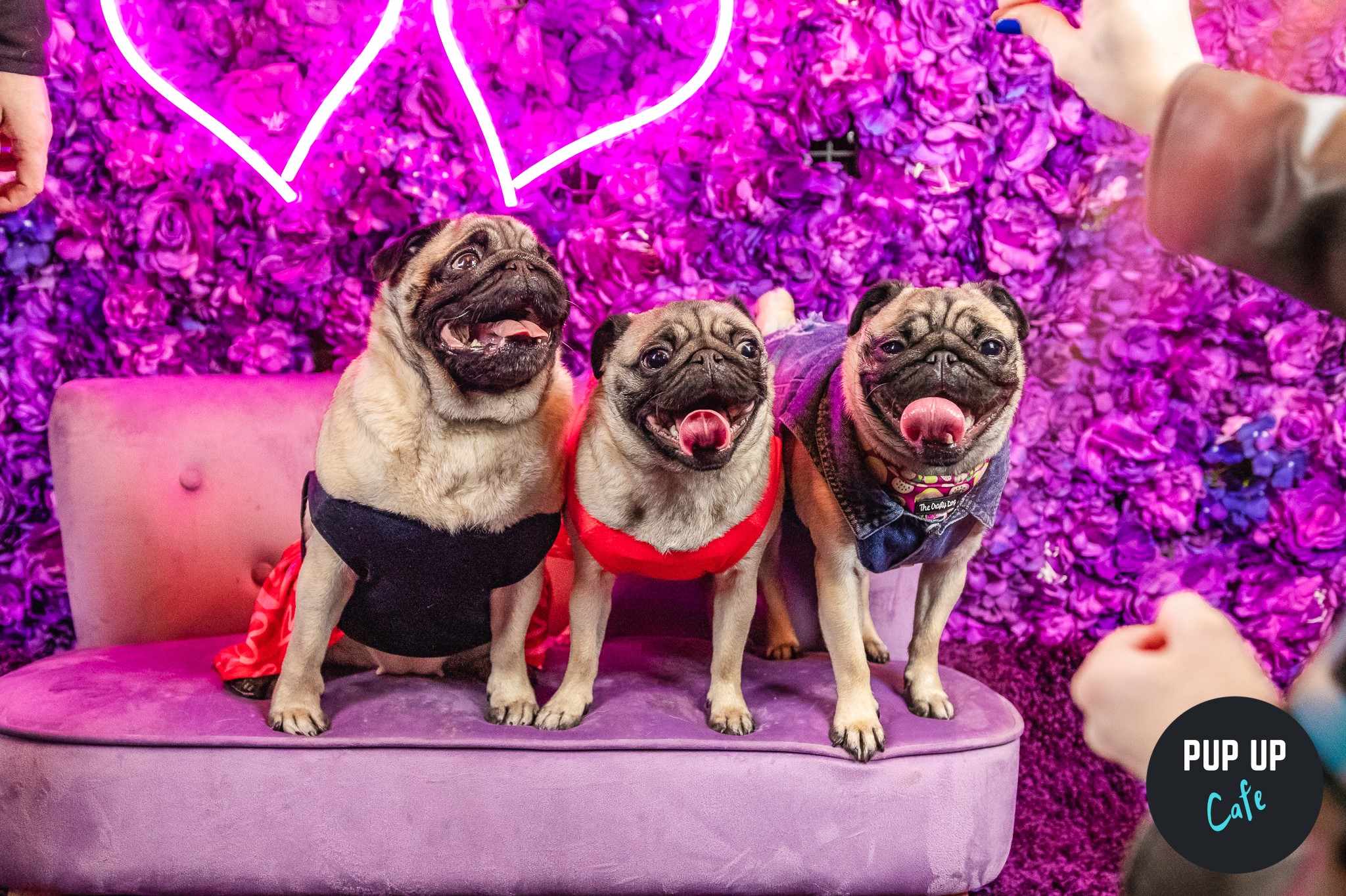 Pup Up Café comes to Revolution Southampton for Valentine’s Day