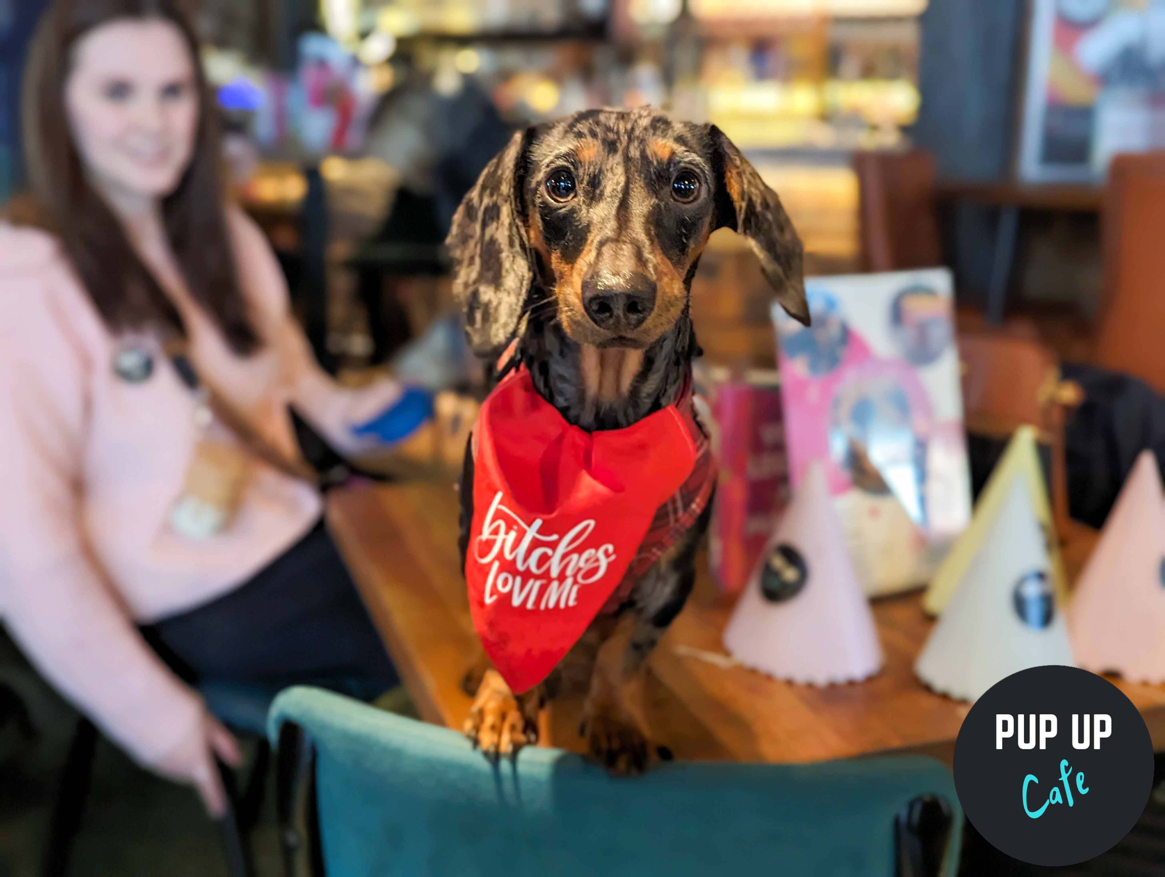 Daily Star – ‘Star Paws’ names Pup Up Cafe ‘Event of the week’!
