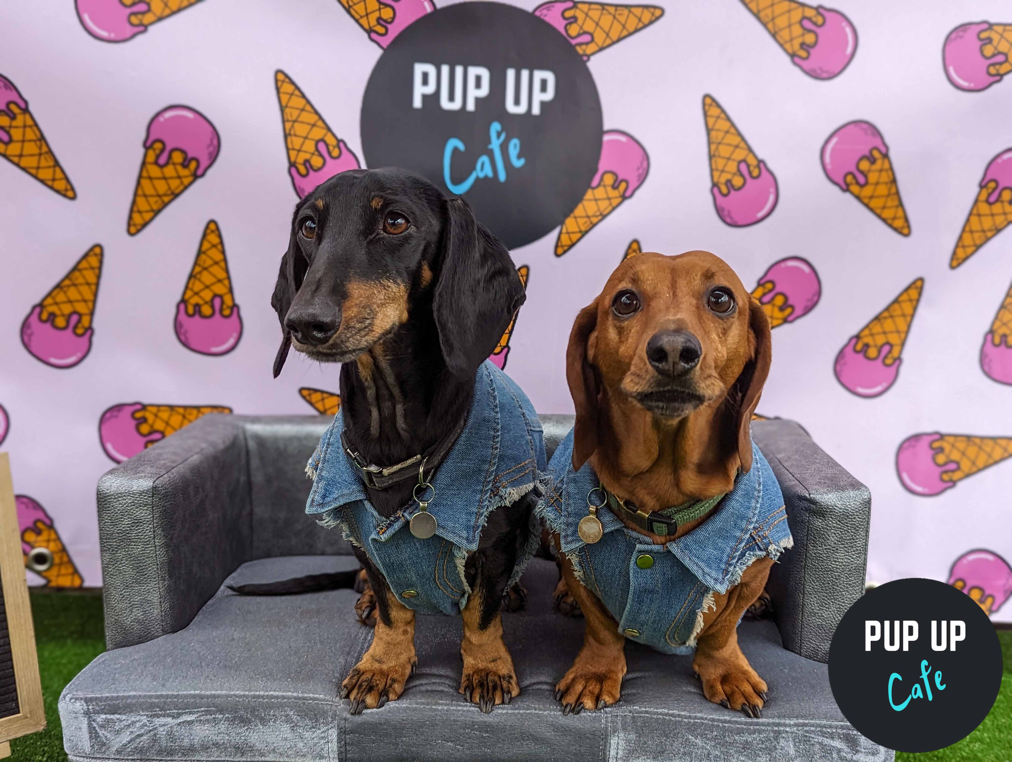 All dachshund owners in Milton Keynes invited to special event