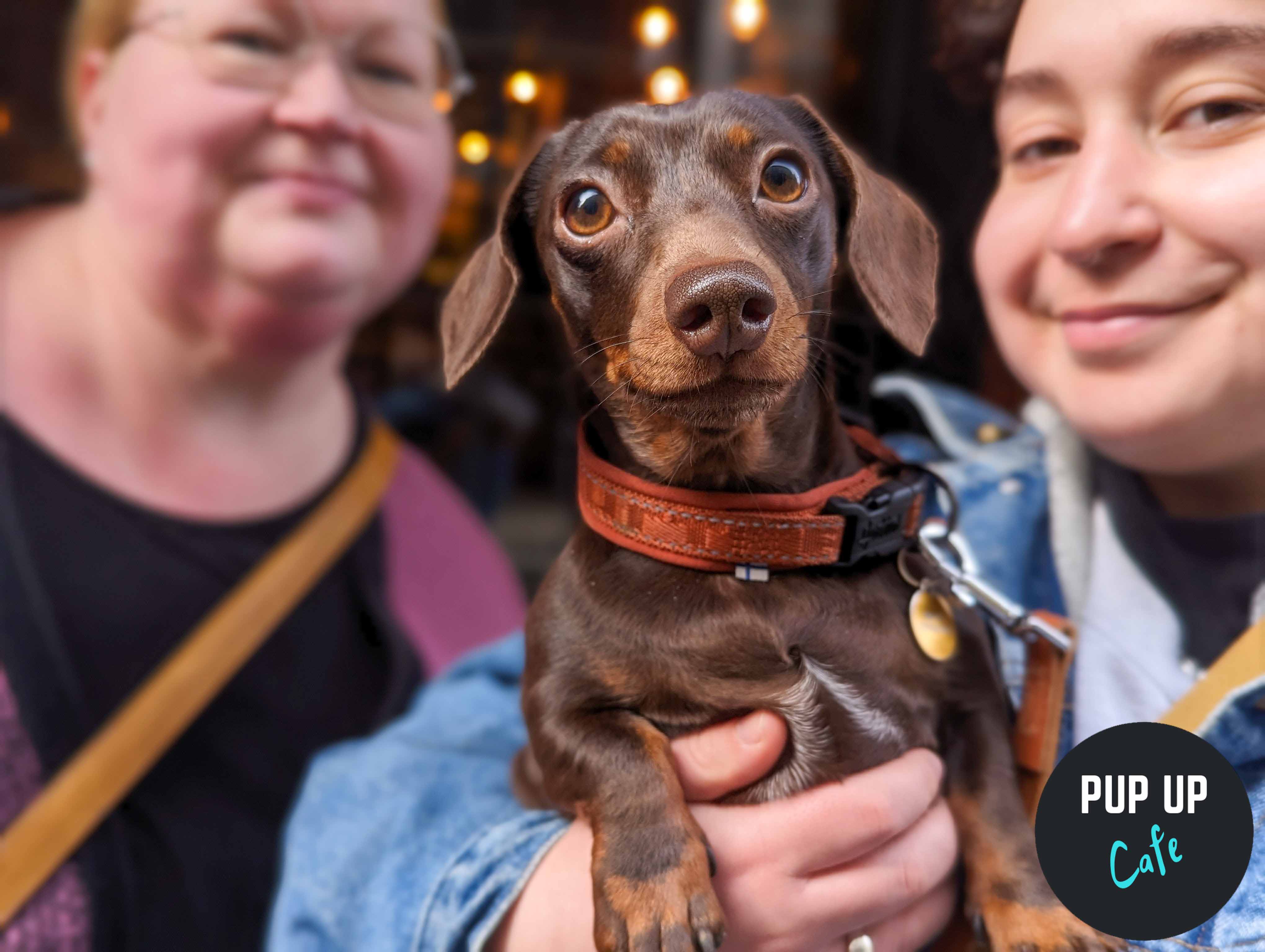 A pop-up sausage dog café is coming to Cardiff