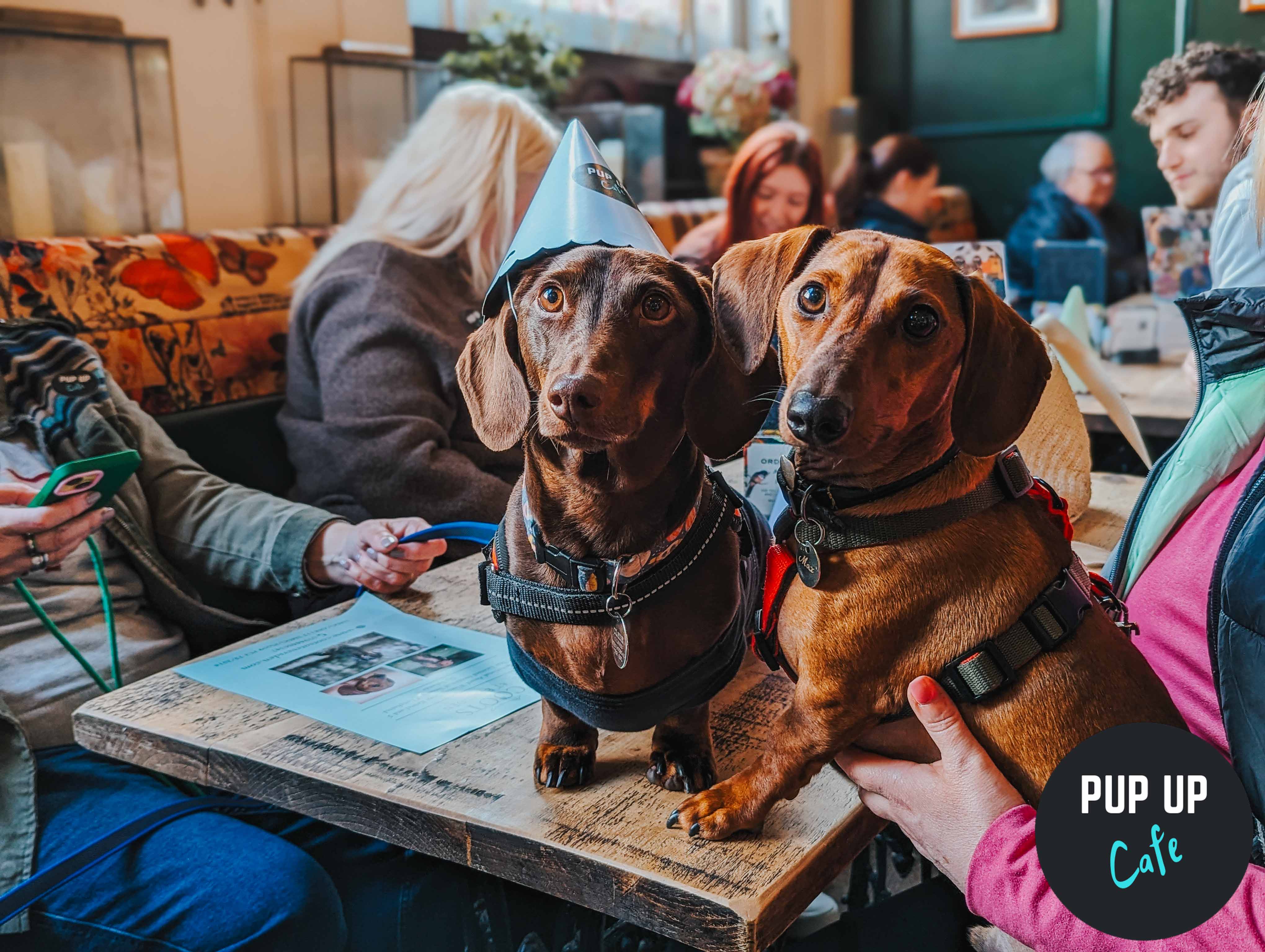 Pop-up dog cafes with ballpits, treats and puppuccinos coming to Nottingham