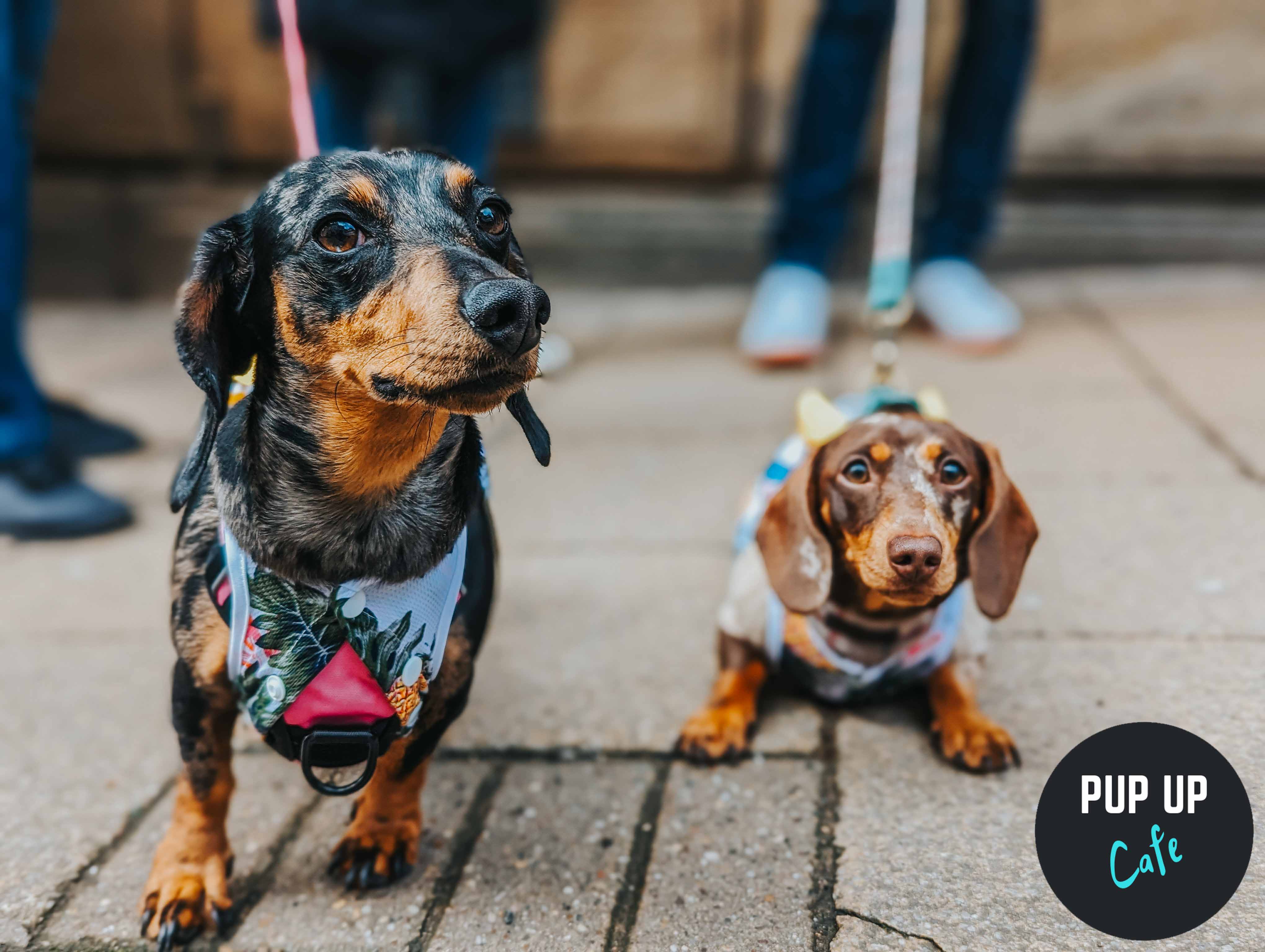Pup Up Cafe Takes over Leicester – get your pooches ready!