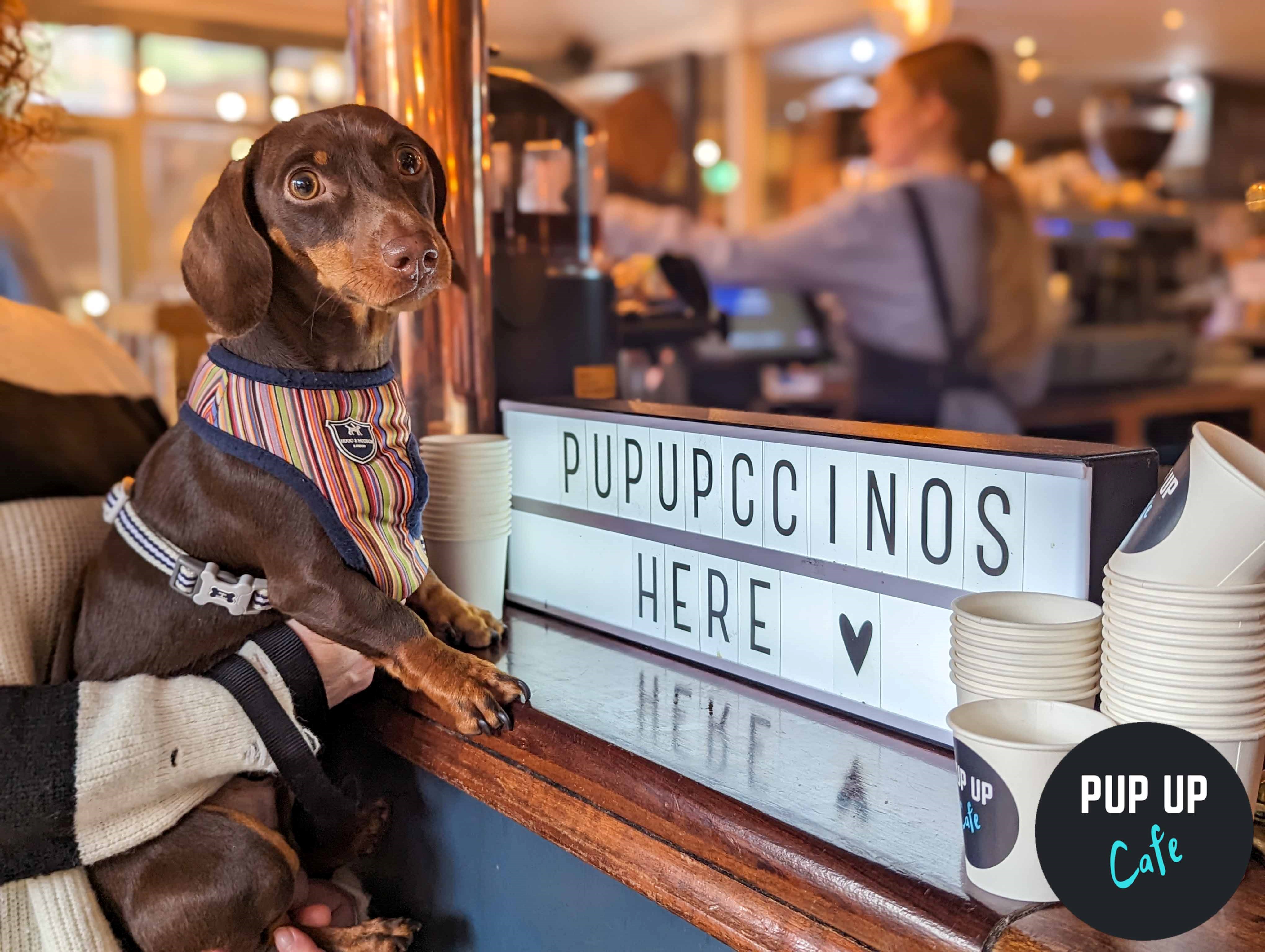 Sausage dog pop-up cafe with over 150 cute dachshunds takeover Leeds bar!