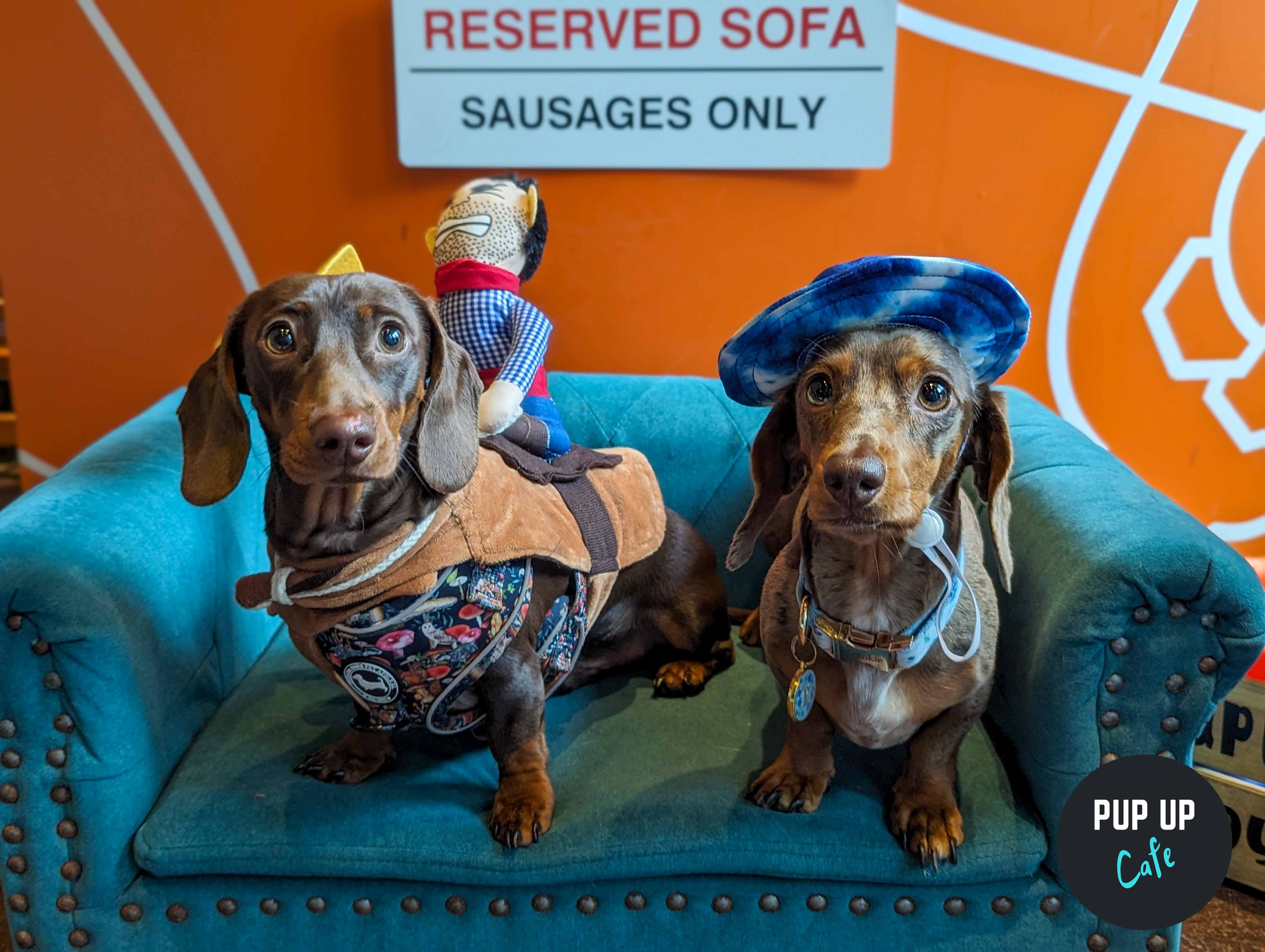 Dachshund Pup-Up Cafe Leeds: Adorable photos as hundreds of sausage dogs take over bar