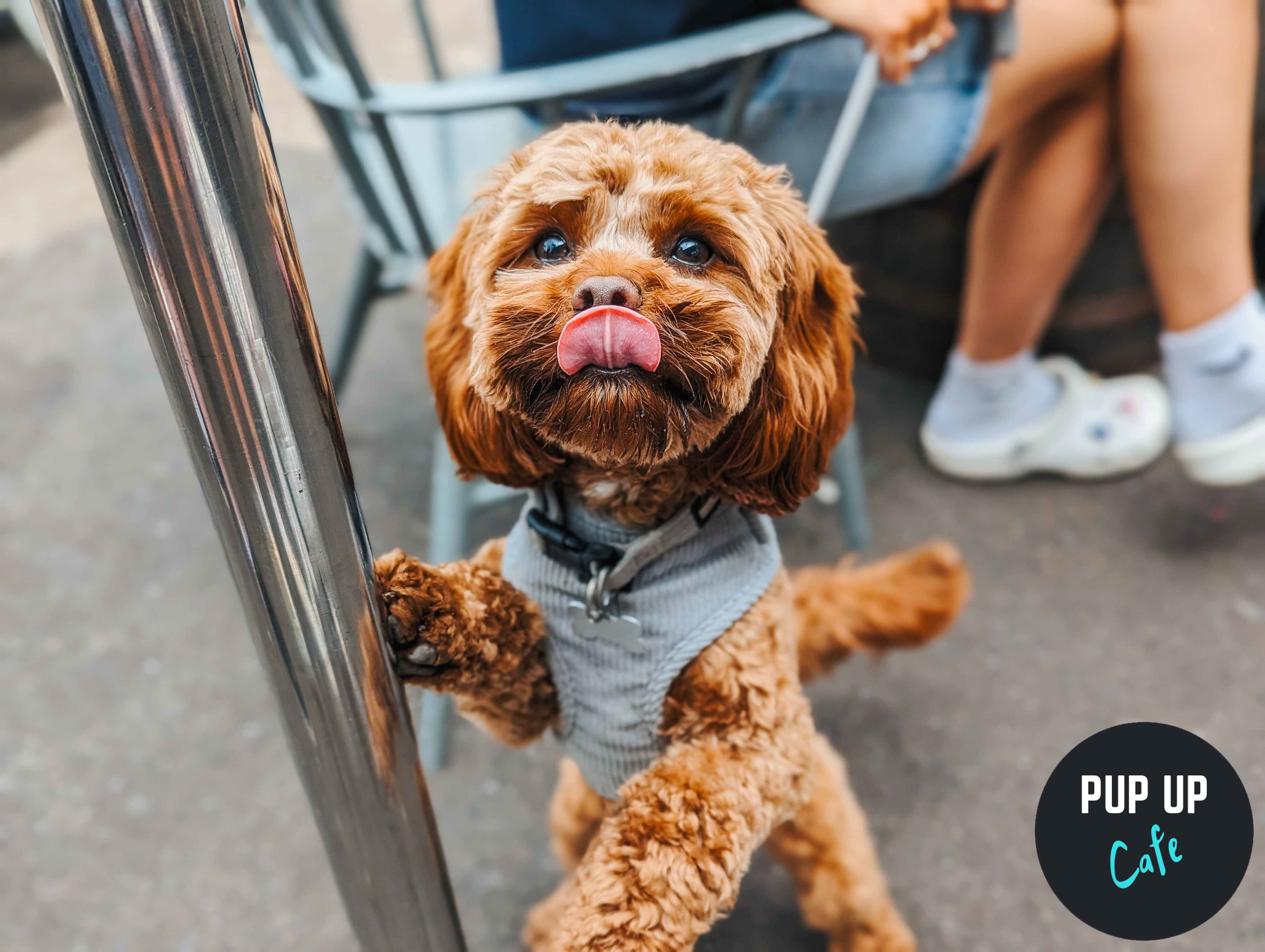 Pup Up Café is coming back to Milton Keynes with their Dachshund & All Paws tour!
