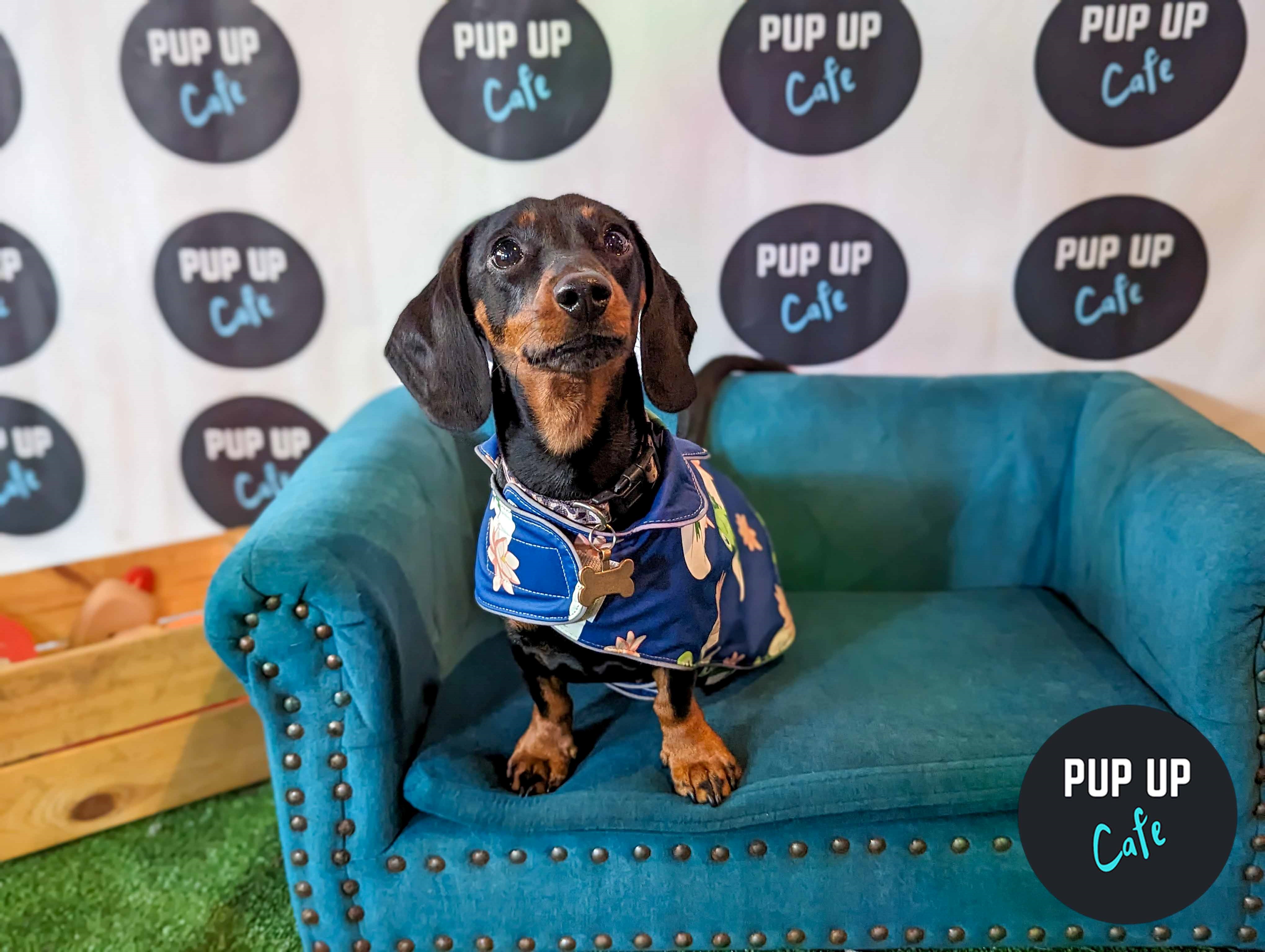 Sausage dogs go free at Pup-up café event in Milton Keynes this summer