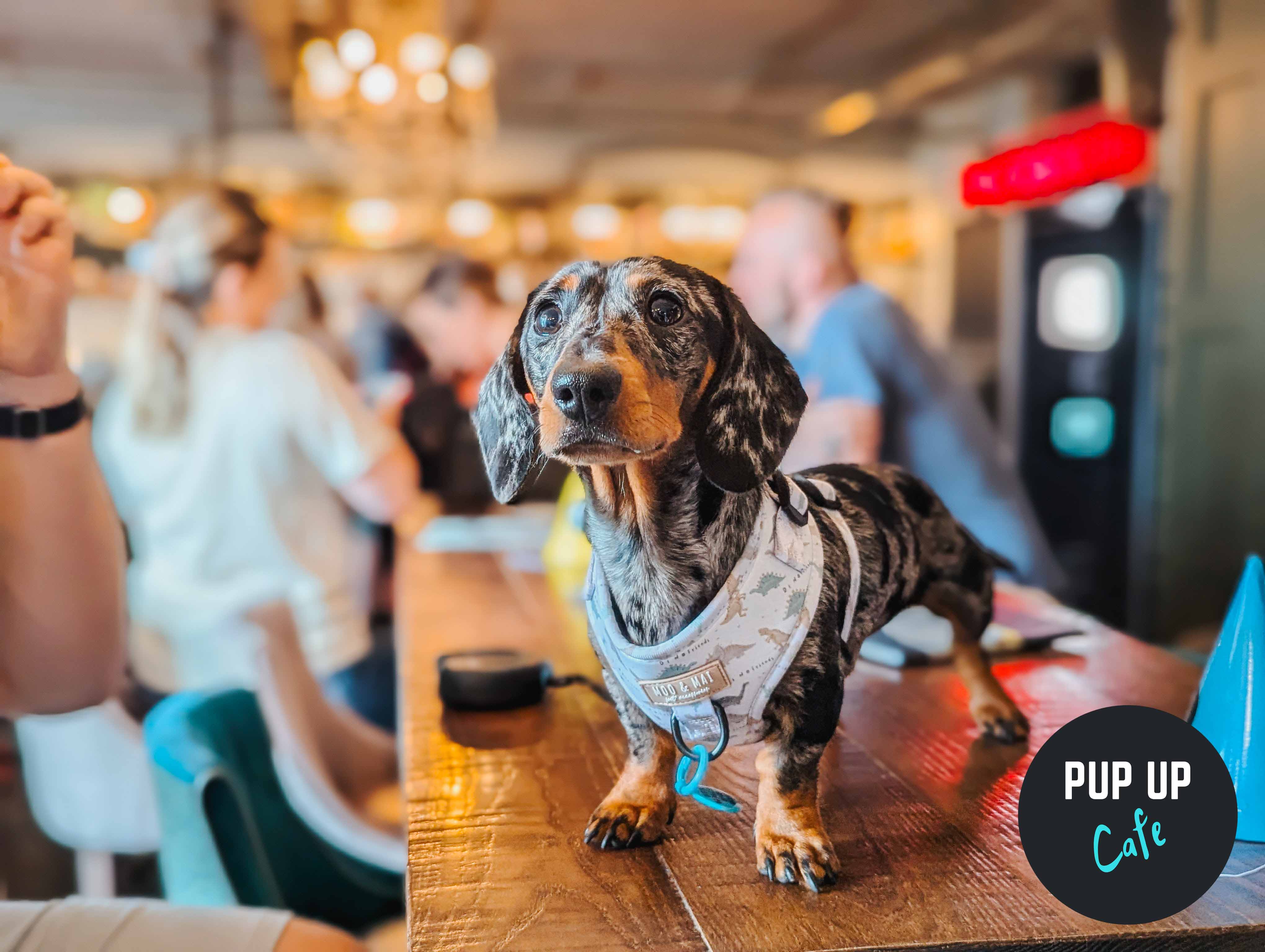 Cutest photos as dozens of dachshunds congregate for Welsh dog café