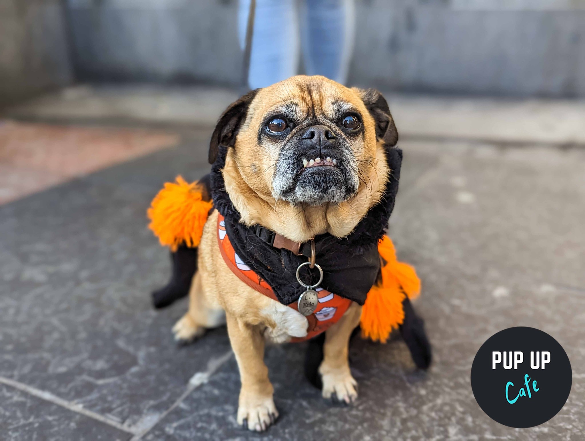 Adorable dog cafe set to take over Leeds bar for Halloween!