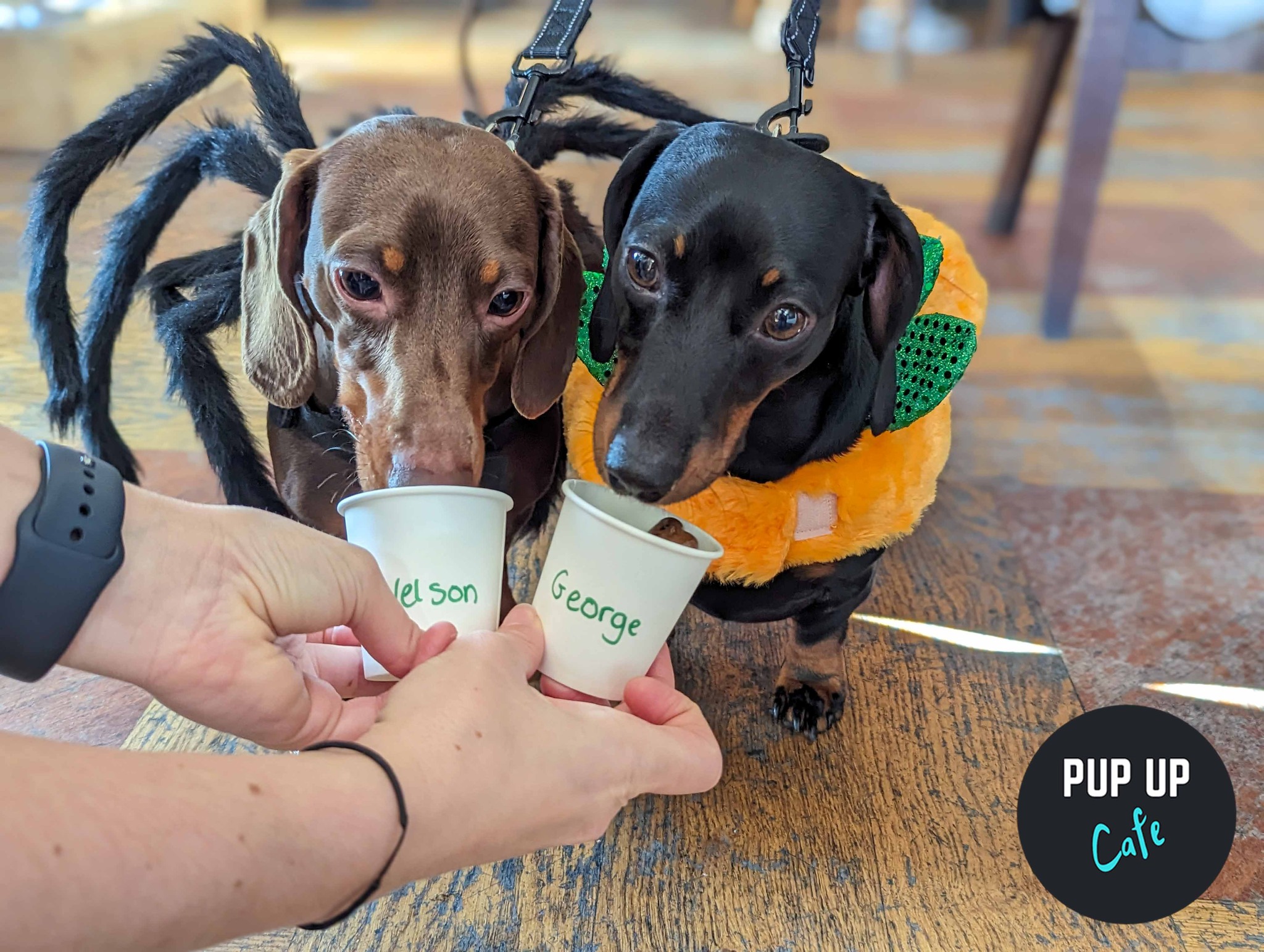Halloween-themed dog cafe coming to Leeds this October