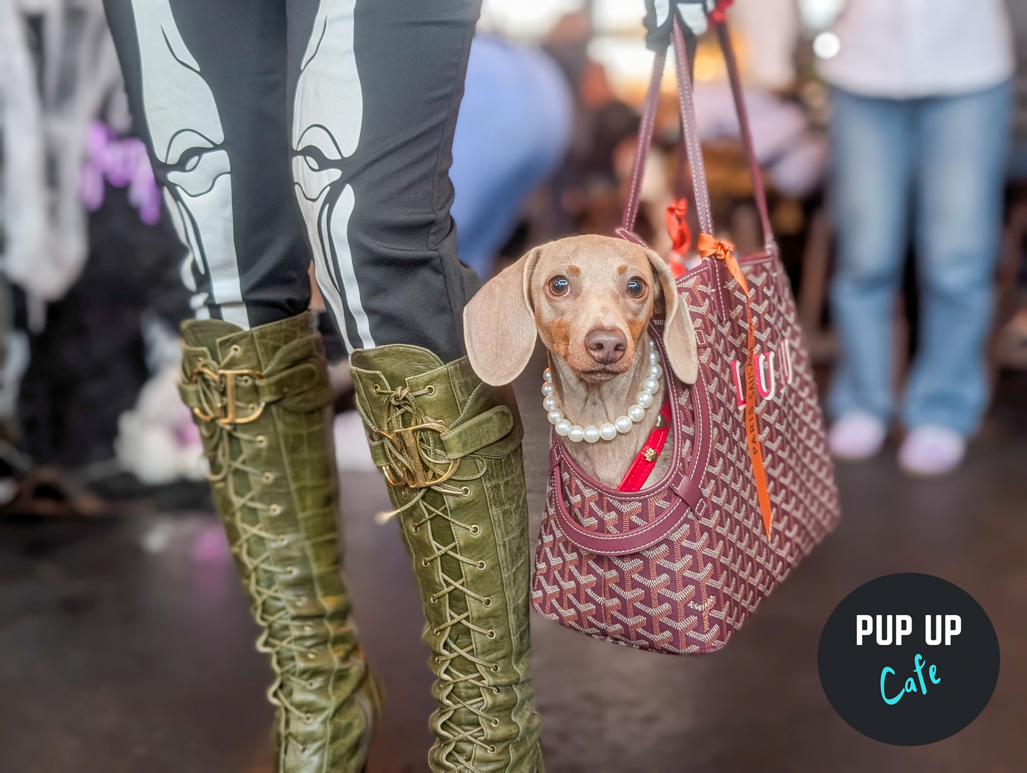 Scarily-cute sausage-dog snaps from Halloween event at Leeds’ Pup-up Café